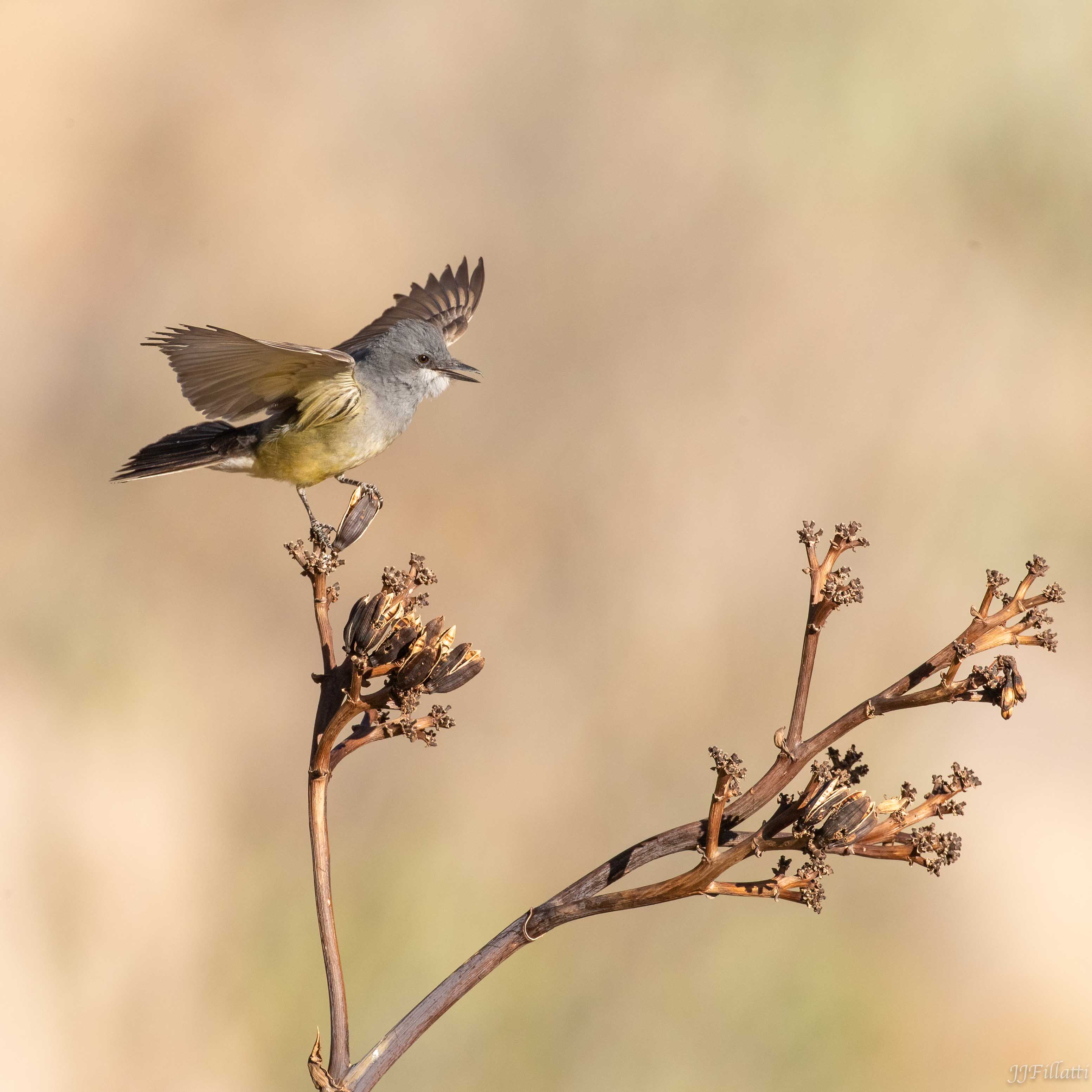 bird of arizona image 2